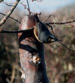 nuthatch 1.jpg