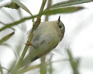 goldcrest1700.jpg