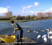 Feeding the swans.JPG