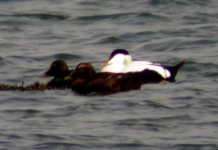 eider balaggan pt oct 05.jpg