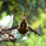 bee-fly_16apr06_420_10a.jpg