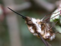 bee-fly_16apr06_420_10c.jpg