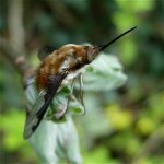 bee-fly_16apr06_420_10d.jpg