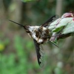 bee-fly_16apr06_420_10e.jpg