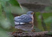 Shikra take a bath.jpg