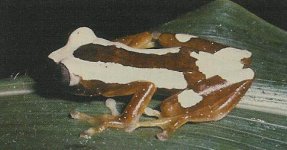 treefrog from Cameroon 1_edited.jpg