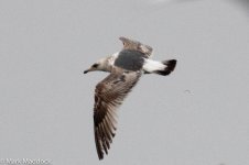 11407_Gull.jpg