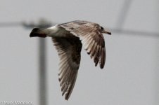 11406_Gull.jpg