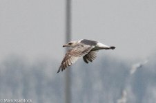 11399_Gull.jpg