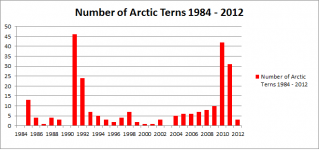 Arctic Terns.png