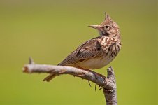 Crested lark.jpg