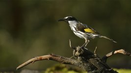 white cheeked honeyeater D800_DSC7820.jpg