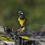 white eared honeyeater D800_DSC7826.jpg