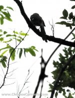 390  Grey Treepie.jpg