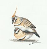 spinifex_pigeon_1_800.jpg