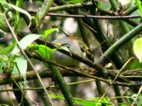 goldenfrontedfulvetta1.jpg