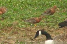 DSCF1530 Ringed BTGodwit 26-4-12 Scorton Quarry.JPG