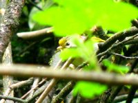 goldenfrontedfulvetta2.jpg