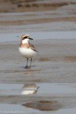 11244_Greater Sandplover.jpg