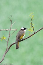 11264_Chinese Bulbul.jpg