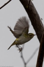 11295_Pallas's Warbler.jpg