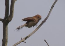 Vinous-throated Parrotbill.jpg