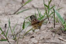 11296_Black-faced Bunting.jpg