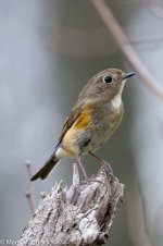 11306_Red-flanked Bluetail.jpg