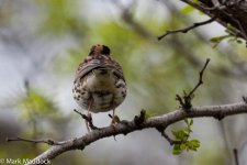 11308_Little Bunting.jpg