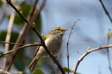 10914_Pallas's Warbler.jpg