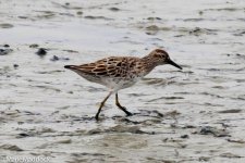 11328_Sharp-tailed Sandpiper.jpg