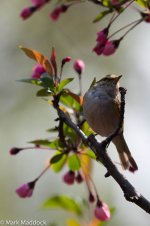 10935_Pallas's Warbler_1.jpg