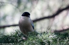 10936_Azure-winged Magpie.jpg