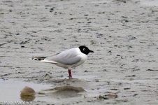 11335_Saunder's Gull.jpg