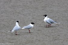 11347_Saunder's Gull.jpg