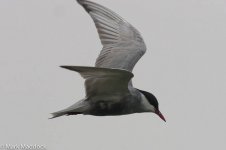 11416_Whiskered Tern.jpg