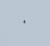 Black-eared Kite.jpg