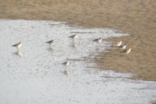 Grey Plover and Great Knot.jpg