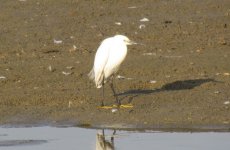 Little Egret.jpg