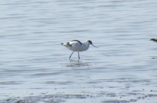 Pied Avocet.jpg