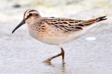 Broad-billed Sandpiper, Beidaihe, Hebei Province....jpg