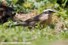 Brown Accentor.jpg