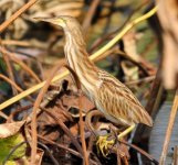 yellow-bittern.jpg