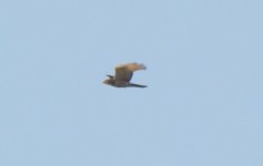 Grey-faced Buzzard.jpg