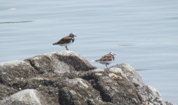 Ruddy Turnstone.jpg