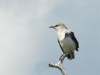 Tropical Mockingbird - P1300057 - 24-02-2012 - Tulum, Yucatan, Mexico.jpg