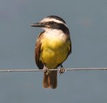 Arrowa s y Esteros Great Kiskadee 1.jpg