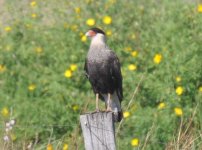 Arrowa s y Esteros Southern Crested Caracara 1.jpg