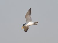 Arrowa s y Esteros Guida Large Billed Tern 1.jpg