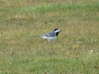 White Wagtail.JPG